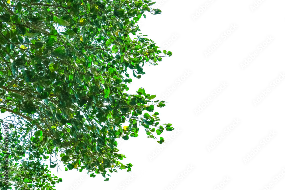 Green leaves bodhi tree copy space. Isolated with background Green leaves bodhi tree copy space. Isolated with background