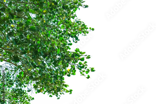 Green leaves bodhi tree copy space. Isolated with background