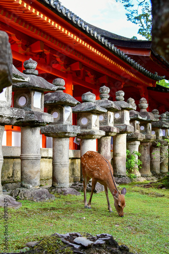 Young deer gracing at Kasuga-taisha Shrine, Nara, Honshu, Japan