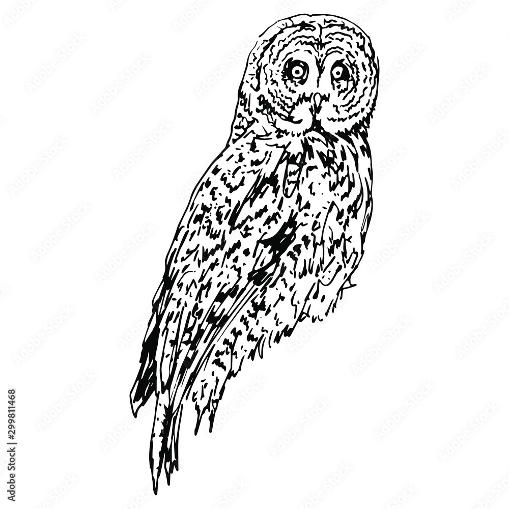 Great Grey Owl Drawing