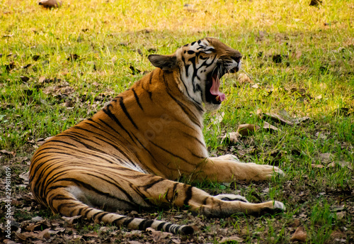 Fototapeta Naklejka Na Ścianę i Meble -  tiger in zoo