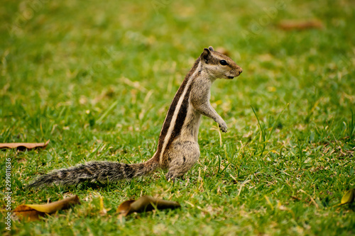 squirell on grass © Apratim