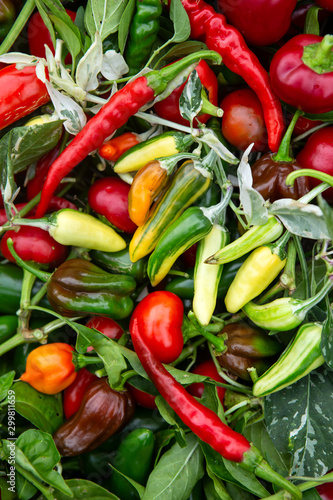 Close-up of a variety of freshly picked hot peppers © lindahughes