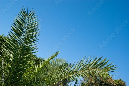 Green holly leaves of a palm tree in the form of a triangular frame on a background of blue clear sky