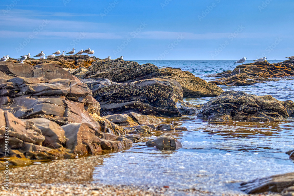 Seagulls in the sea on the rocks
