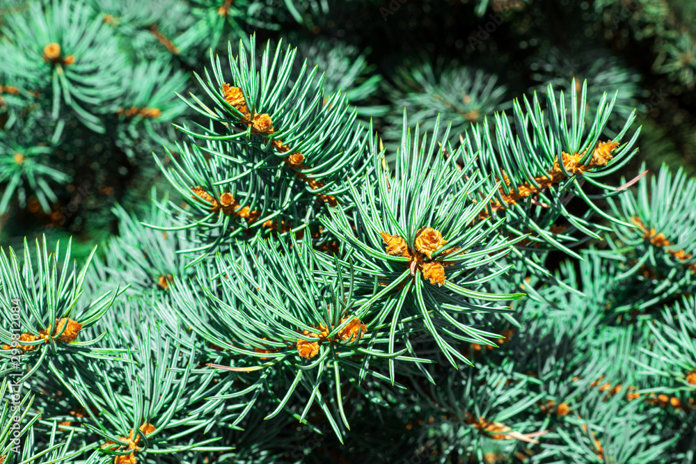 Coniferous tree branch close up. Sunlight. Coniferous tree branch close up. Sunlight.