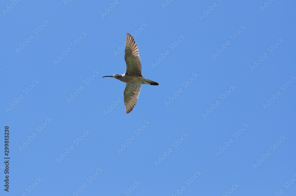 Obraz premium Bird in flight