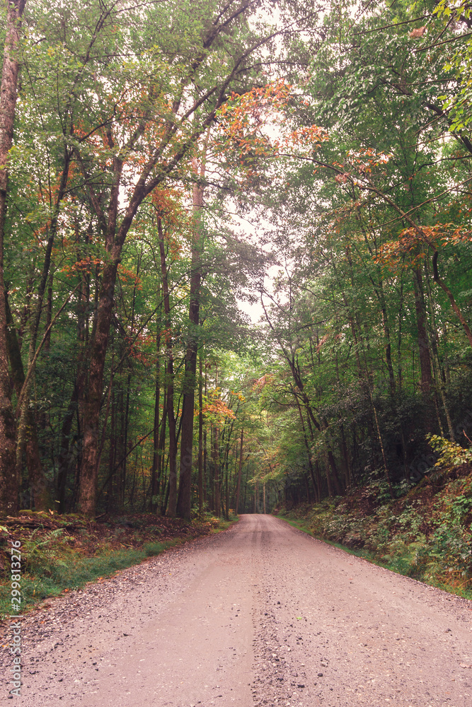 Fototapeta premium Gravel Road Tall Trees