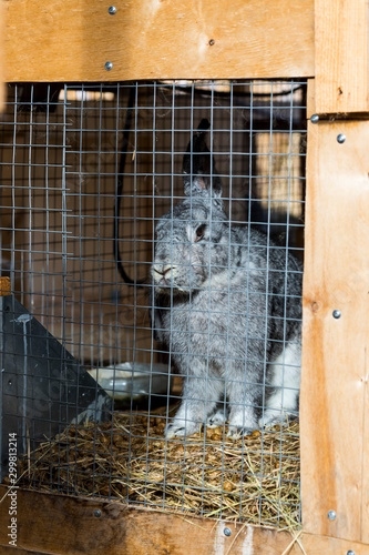 a rabbit in a cage, eating food, looking at the camera