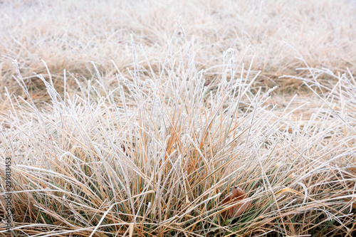 Subtilis in frost and snow