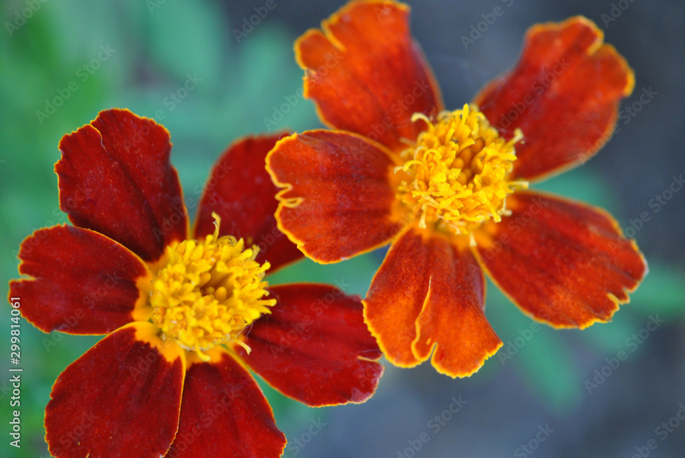 Bright orange marigolds. Bright orange marigolds.