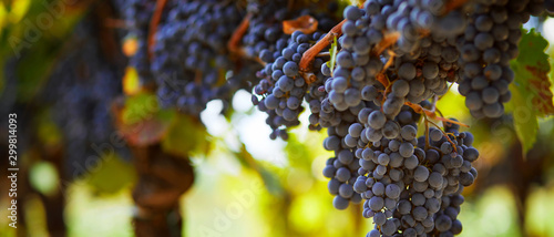 Obraz na plátně Bunch of blue grapes hanging on vineyard in autumn day