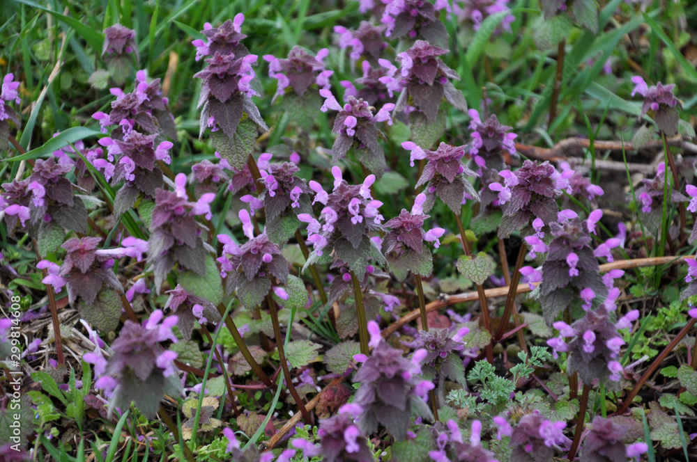 Natural overgrown purple nettle (Lamium purpureum) Natural overgrown purple nettle (Lamium purpureum)