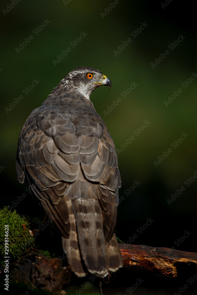 custom made wallpaper toronto digitalNorthern goshawk in the forest in the south of the Netherlands