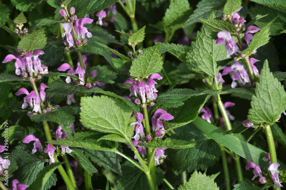 Natural overgrown purple nettle (Lamium purpureum) Natural overgrown purple nettle (Lamium purpureum)