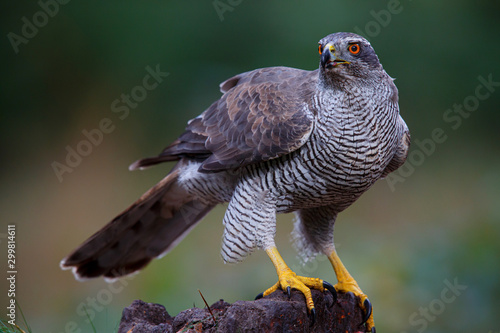 Northern goshawk in the forest in the south of the Netherlands