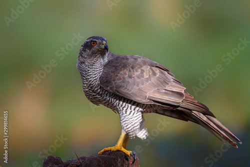 Northern goshawk in the forest in the south of the Netherlands