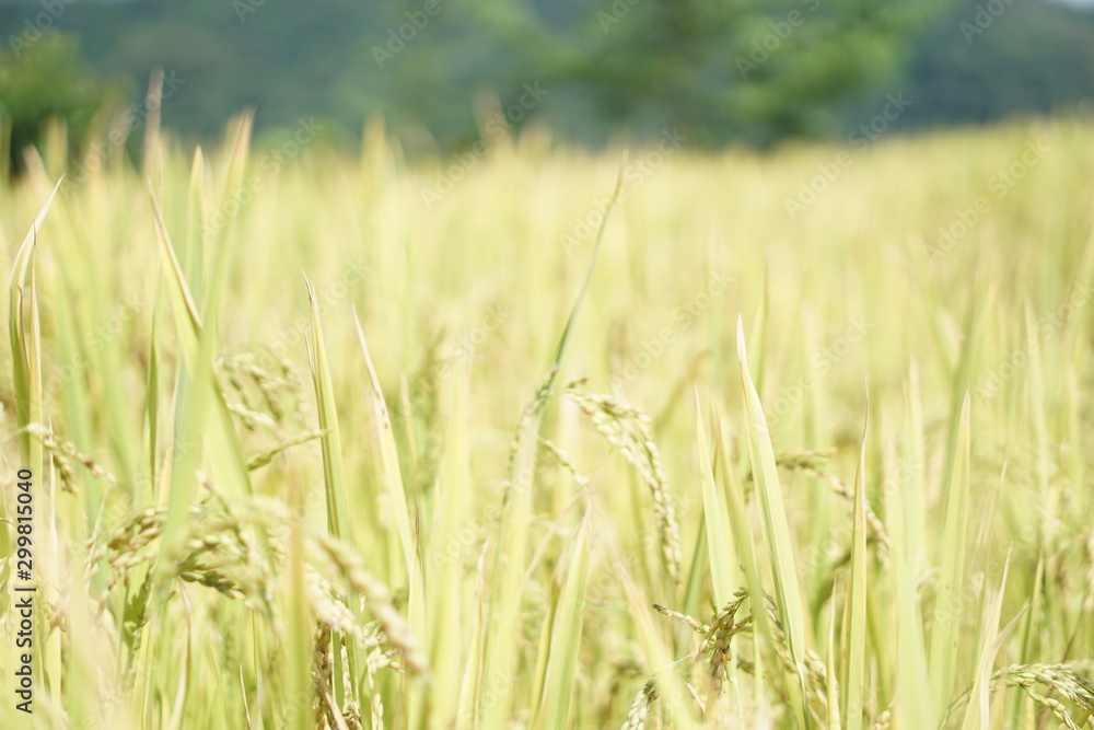 Rice feild on the hill Rice feild on the hill