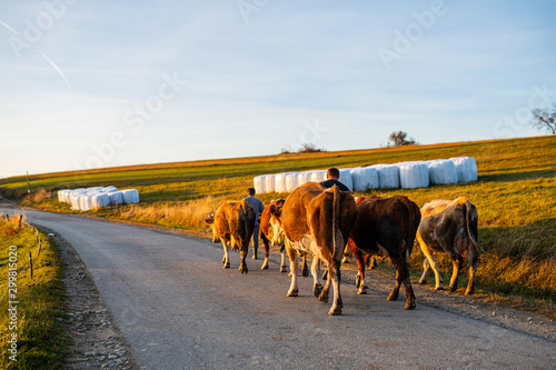 Polish village, cow farmer - pork