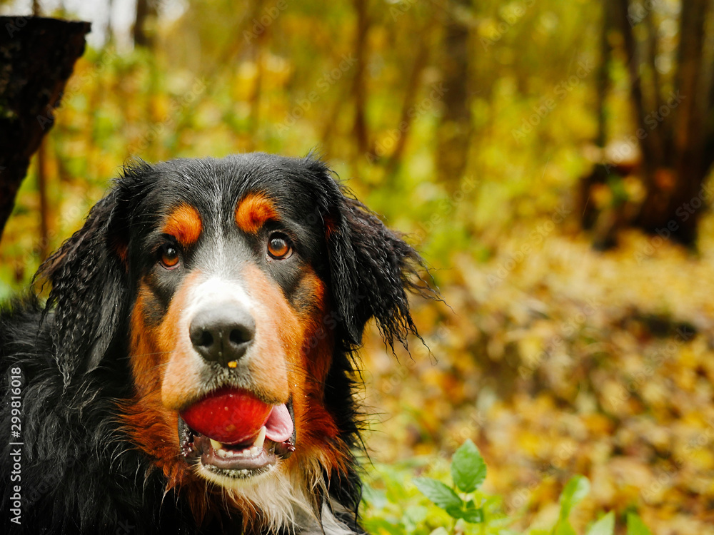 Bern shepherd dog in a forest park, on the ground, With red apple in its mouth as a play toy. Bern shepherd dog in a forest park, on the ground, With red apple in its mouth as a play toy.