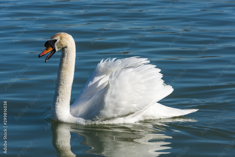 Beautiful elegant white swans swimming in the blue waters of Danube river in Belgrade, Serbia Beautiful elegant white swans swimming in the blue waters of Danube river in Belgrade, Serbia