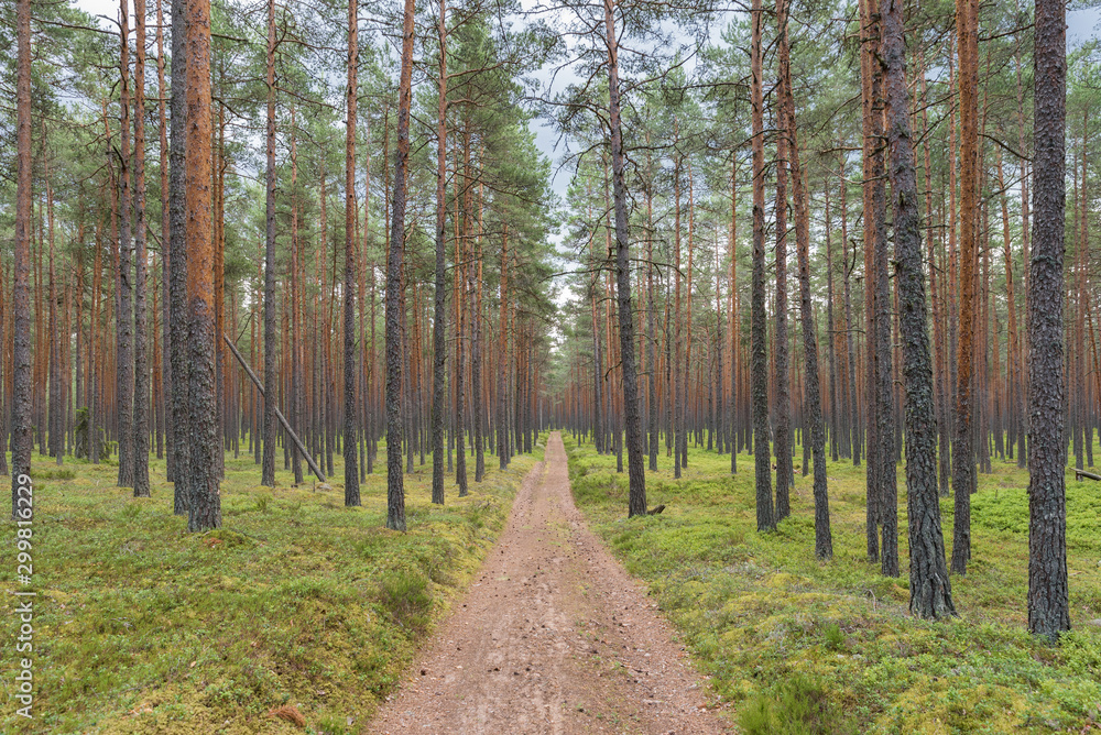 Obraz premium Beautiful pine forest in Lahemaa national park; Estonia