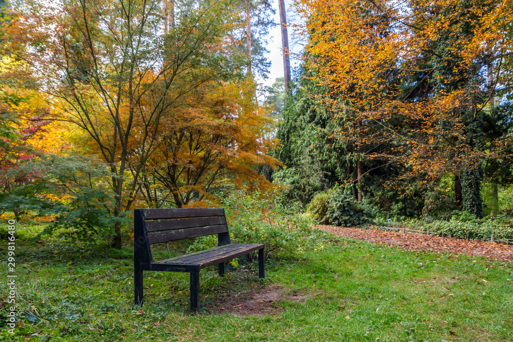 colorful autumn leaves in the park