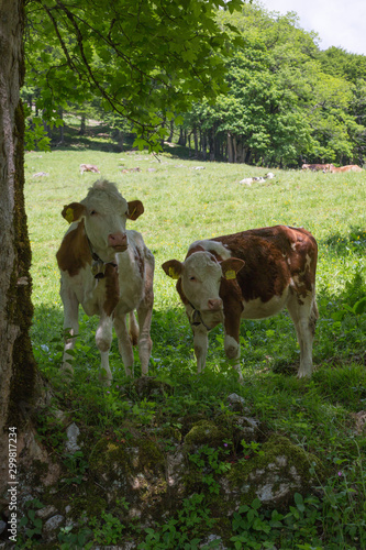Kühe in den Bergen bei Oberstdorf