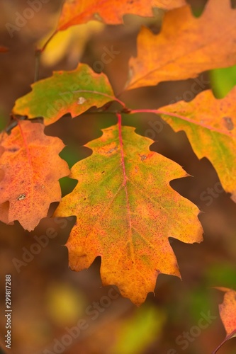 Nahaufnahme bunter Blätter einer Traubeneiche im Herbst Quercus petraea Eiche
