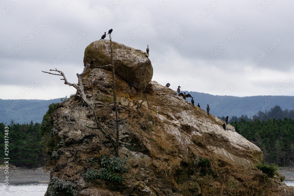 Fototapeta premium Birds sitting on a rock on the Pacific Ocean Coast during a cloudy summer day. Taken in Oregon, United States of America.