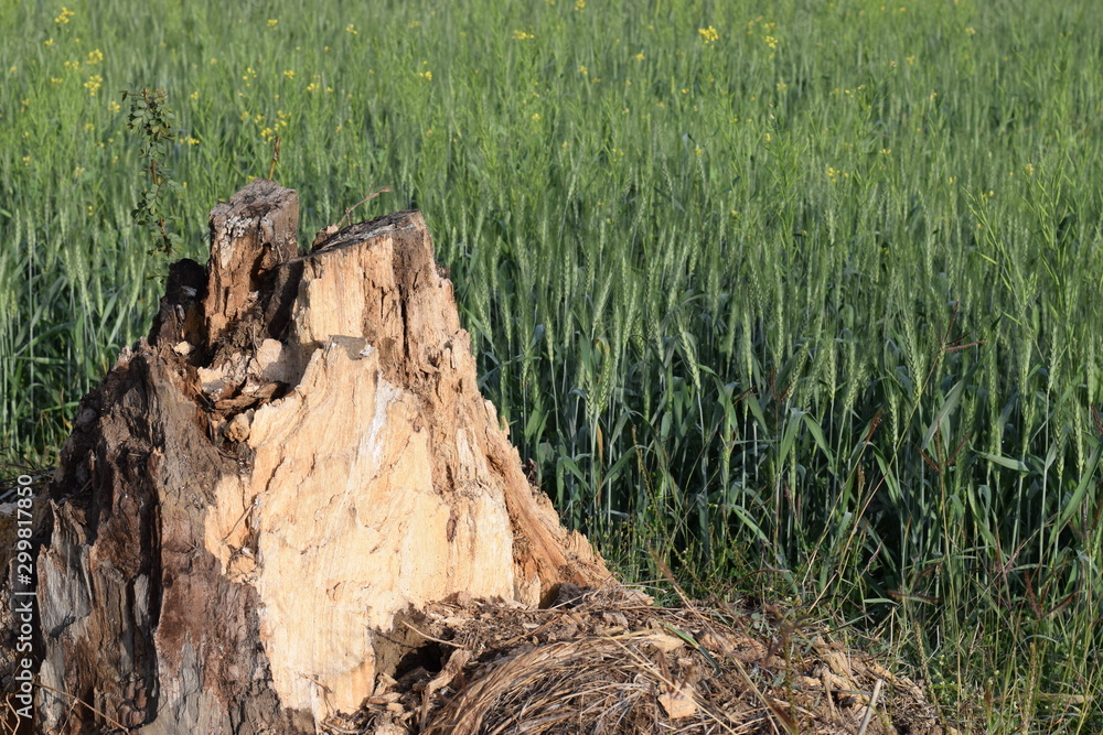 Obraz premium Wheat crop with dead wood