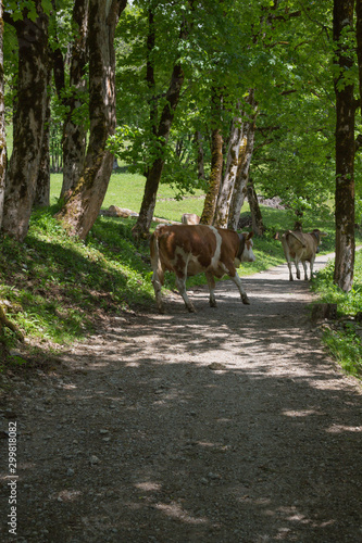 Kühe in den Bergen bei Oberstdorf