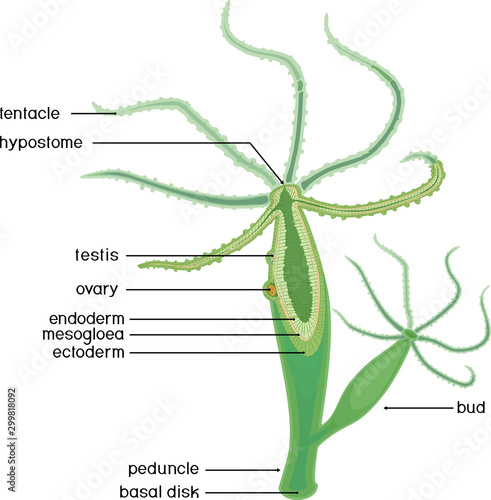 Structure of Hydra. Cross-section of Hydra Polyp. Educational material for lesson of zoology