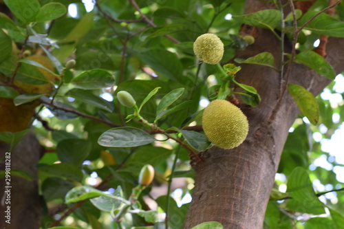 Jackfruit