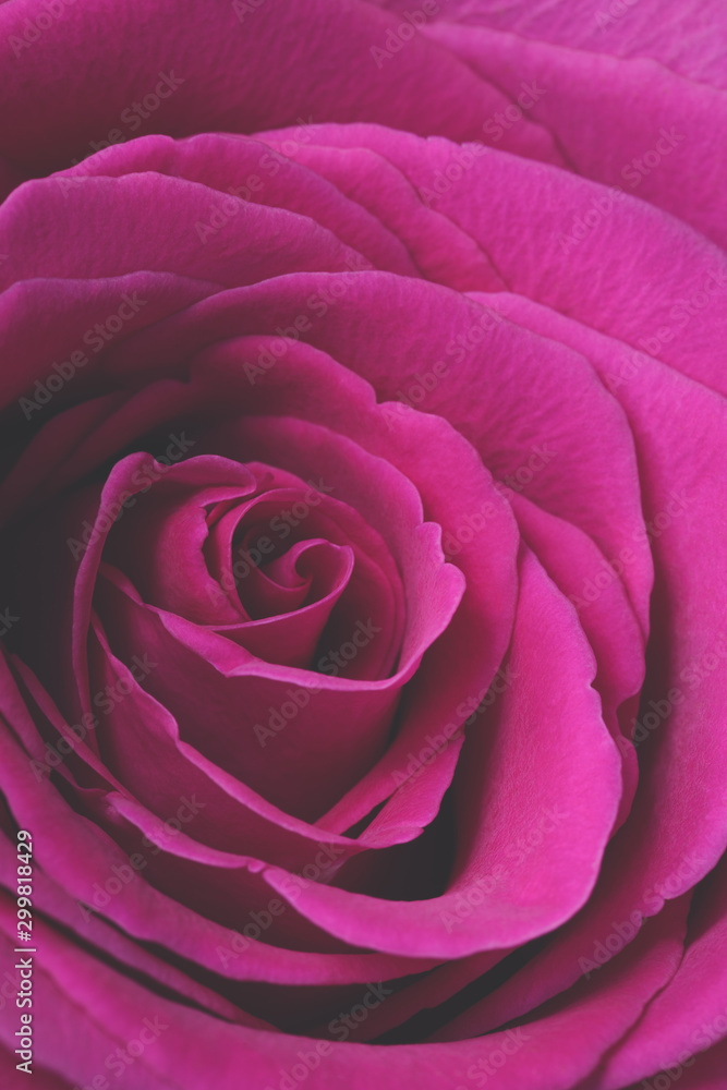Pink rose flower petals macro background, toned, selective focus