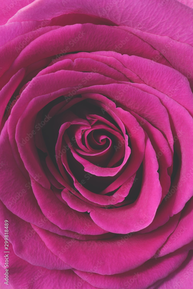 Pink rose flower petals macro background, toned, selective focus Pink rose flower petals macro background, toned, selective focus