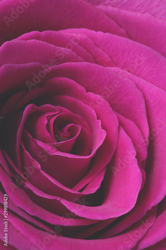 Pink rose flower petals macro background, toned, selective focus
