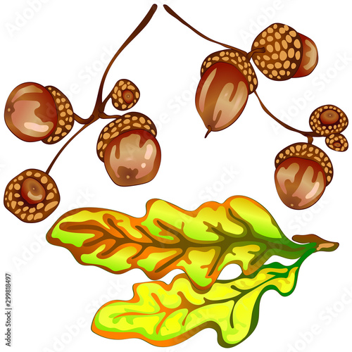 Vector autumn yellow oak leaves and acorn plant. Leaf plant botanical floral foliage. Isolated illustration element.