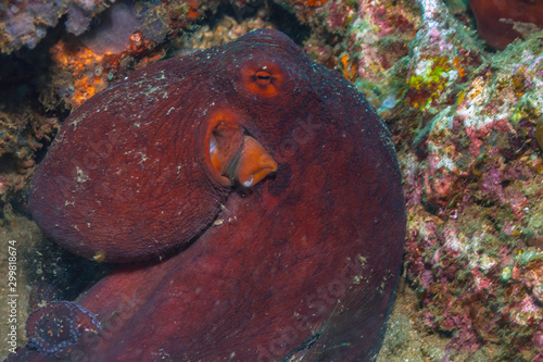 Octopus on Coral reef South Pacific photo