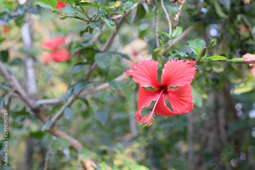 Pink Hibiscus Flower