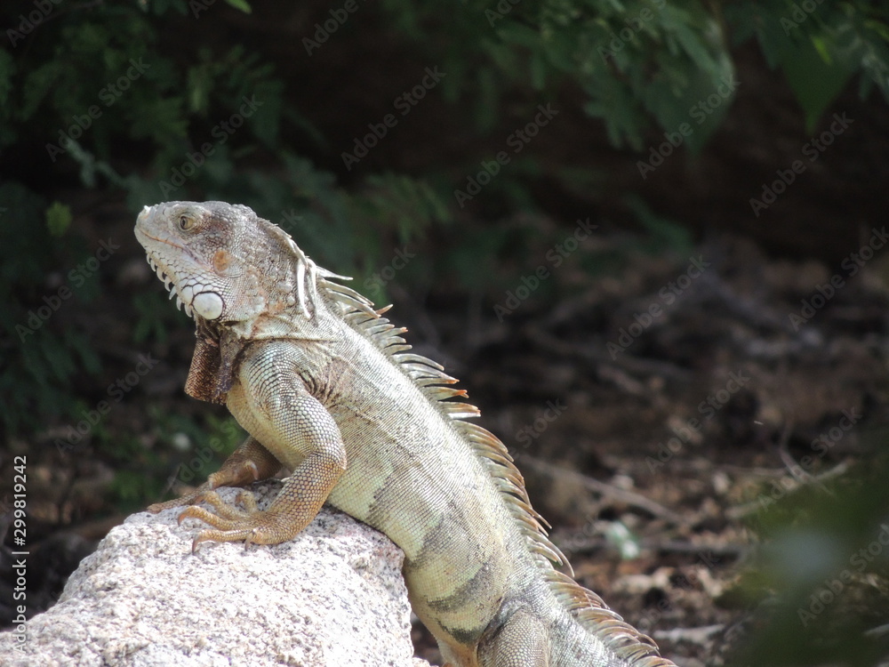 iguana on rock