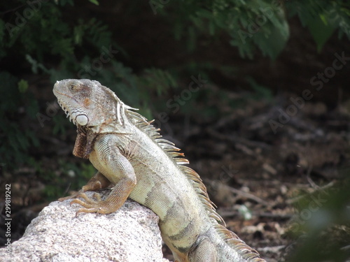 iguana on rock