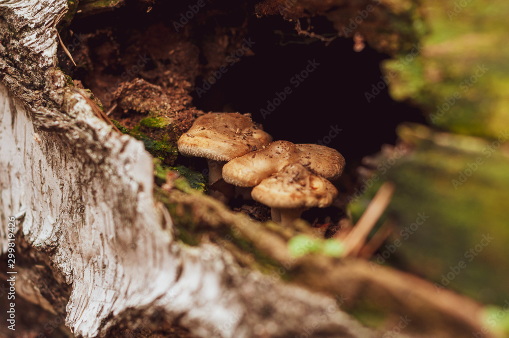 Mushrooms with yellow hat growing in trunk birch. Mushrooms with yellow hat growing in trunk birch.