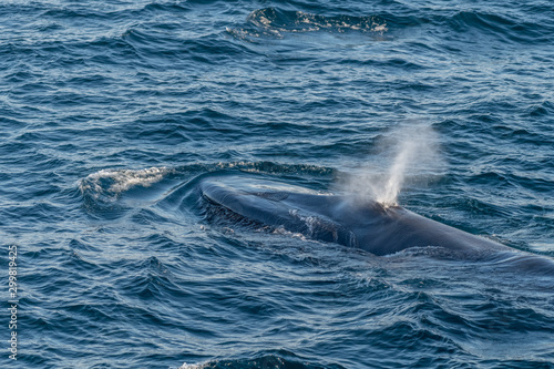 Blue whale  Balaenoptera musculus  blow spout on surface off the coast of Baja California.