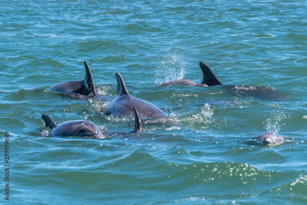 Fototapeta premium A pod of bottlenose dolphin off the coast of Baja