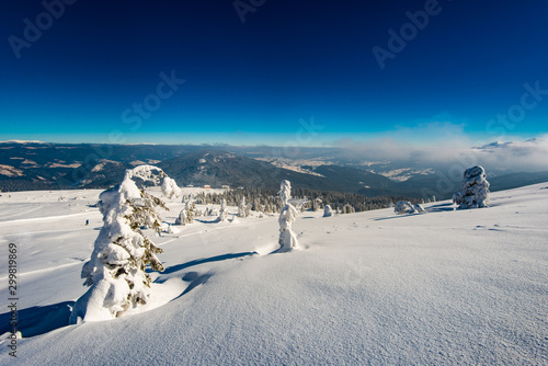 Wonderful view of winter slope with snowy fir