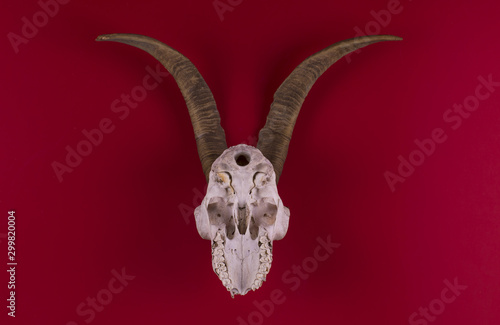 animal skull with horns on a red background © serikbaib