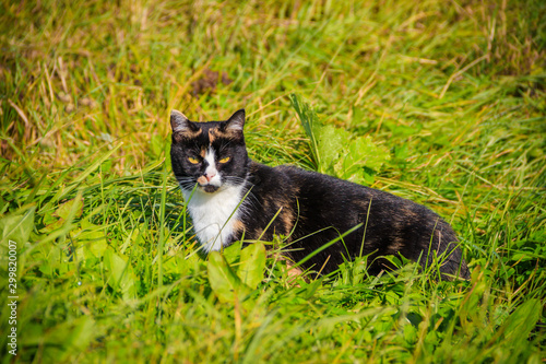 Cat walks on the grass . Nursling. Green grass.