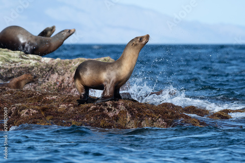 A group of California sea lions on the shore in Baja California  Mexico.
