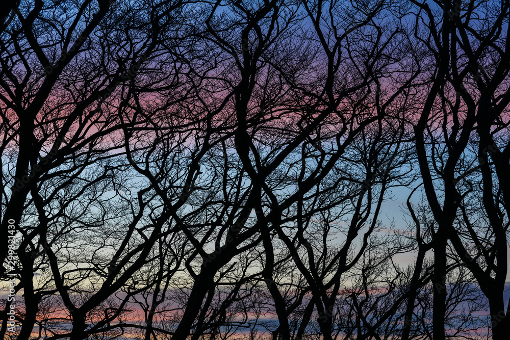 Trees and branches silhouetted by sunset Trees and branches silhouetted by sunset